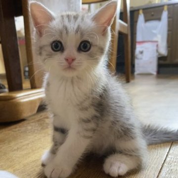 マンチカン【千葉県・男の子・2023年7月28日・シルバータビー&ホワイト】の写真「大人気のシルバー♡長足ちゃん♡綺麗な色柄♡」
