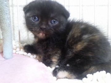 マンチカン【千葉県・女の子・2017年11月23日・トーティ―シェル】の写真「耳折れ短足ちゃん」