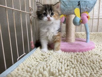 マンチカン(長足)【千葉県・女の子・2021年4月25日・キャリコ】の写真「大人気の三毛（キャリコ）長足ちゃん高血統♡」