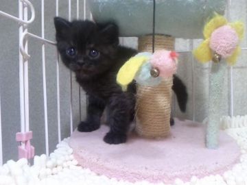 マンチカン(長足)【千葉県・男の子・2018年5月7日・ブラックスモーク】の写真「♡黒猫の長足ちゃん♡特価」