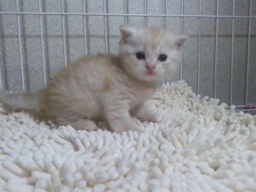 マンチカン【千葉県・女の子・2017年9月12日・レッドマッカレルタビー】の写真「父ACCダブルチャンピオンの高血統　祖父は…」