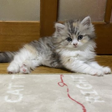 マンチカン(長足)【千葉県・女の子・2024年3月16日・キャリコ（ロングヘア）】の写真「ロングヘアの三毛ちゃん♡長足ちゃん♡綺麗な色柄」