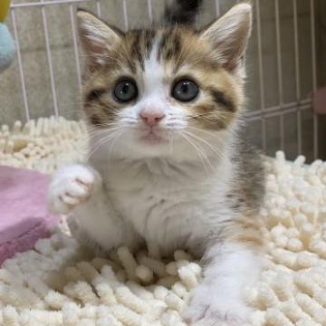 マンチカン(長足)【千葉県・女の子・2022年5月7日・キャリコ】の写真「大人気のキャリコ（三毛）の長足ちゃん！」