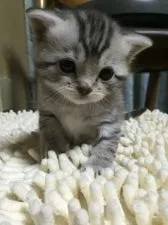 マンチカン【千葉県・男の子・2016年4月10日・シルバータビー】の写真1「5/5撮影」