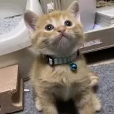 マンチカン(長足)【千葉県・男の子・2024年1月6日・レッドマッカレルタビー】の写真1