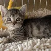 マンチカン(短足)【千葉県・女の子・2022年7月22日・ブラウンパッチドマッカレルタビー】の写真1「9/30撮影」