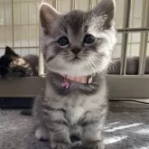 マンチカン(長足)【千葉県・男の子・2024年1月6日・シルバーマッカレルタビー】の写真1