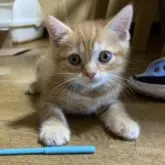 マンチカン(長足)【千葉県・男の子・2023年6月24日・レッドマッカレルタビー】の写真1「8/17撮影」