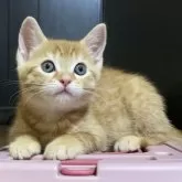 マンチカン(長足)【千葉県・男の子・2024年5月13日・レッドマッカレルタビー】の写真1