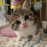マンチカン(短足)【千葉県・女の子・2023年3月24日・ブラウンパッチドマッカレルタビー&ホワイト】の写真1「4/30撮影」