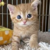 マンチカン(長足)【千葉県・男の子・2023年5月1日・レッドマッカレルタビー】の写真1「6/13撮影」