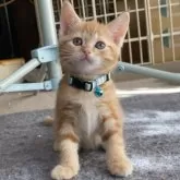 マンチカン(長足)【千葉県・女の子・2024年1月6日・レッドクラシックタビー】の写真1