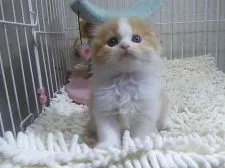 スコティッシュフォールド(折れ耳)【千葉県・女の子・2018年3月24日・レッドタビー&ホワイト】の写真1「5/1撮影」