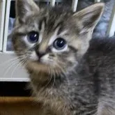 マンチカン(長足)【千葉県・女の子・2023年6月3日・ブラウンパッチドマッカレルタビー】の写真1「7/26撮影」