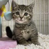 マンチカン(短足)【千葉県・男の子・2022年5月6日・ブラウンマッカレルタビー】の写真1「7/8撮影」