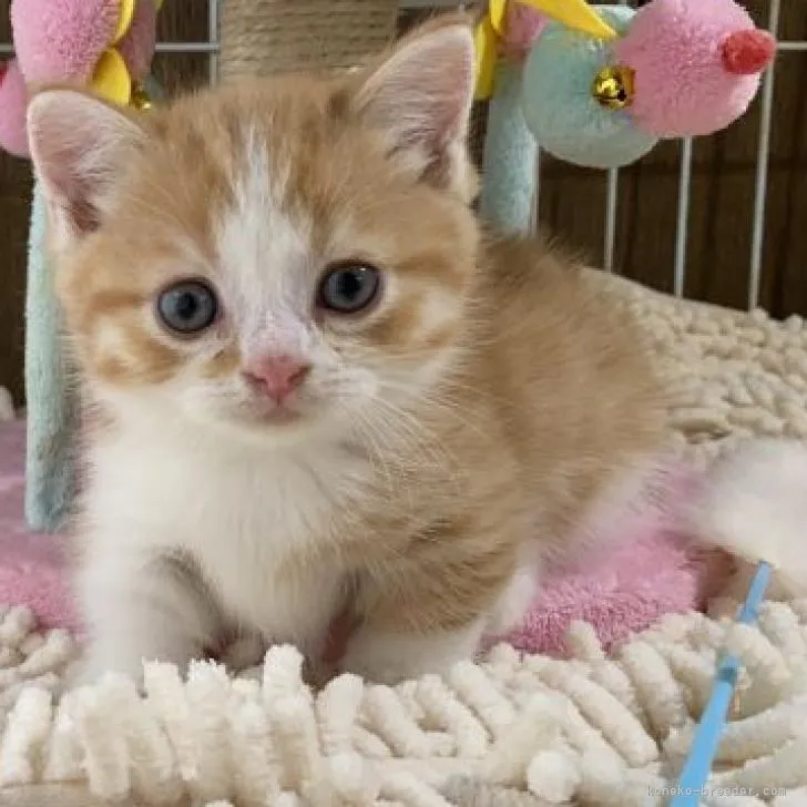TAKUMI 様のお迎えした子猫