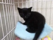 マンチカン【千葉県・男の子・2017年5月25日・ブラック】の写真2「6/29撮影」