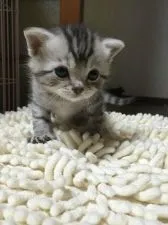 マンチカン【千葉県・男の子・2016年4月10日・シルバータビー】の写真2「5/5撮影」