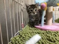 マンチカン(長足)【千葉県・女の子・2021年2月4日・ブラウンパッチドマッカレルタビー】の写真2「3/14撮影」