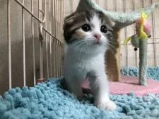 スコティッシュフォールド(折れ耳)【千葉県・女の子・2020年11月22日・キャリコ】の写真2「1/6撮影」