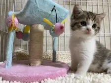 マンチカン(長足)【千葉県・女の子・2021年8月7日・キャリコ(ブラウンパッチドタビー&ホワイト)】の写真2「9/19撮影」