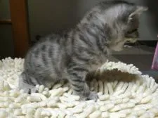 マンチカン【千葉県・男の子・2016年4月10日・シルバータビー】の写真3「5/5撮影」