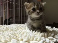 マンチカン【千葉県・女の子・2016年4月10日・ブラウンタビー】の写真3「5/5撮影」