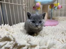 マンチカン(短足)【千葉県・女の子・2021年12月13日・】の写真3「1/17撮影（生後35日）」