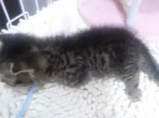 マンチカン(短足)【千葉県・男の子・2018年3月10日・ブラウンマッカレルタビー】の写真4「4/13撮影」