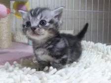 マンチカン(短足)【千葉県・男の子・2018年2月8日・シルバークラシックタビー】の写真4「3/14撮影」