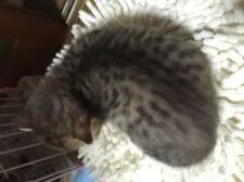 マンチカン【千葉県・女の子・2016年4月10日・ブラウンタビー】の写真4「5/5撮影」