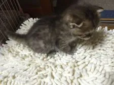 マンチカン【千葉県・女の子・2016年4月10日・ブラウンタビー】の写真5「5/5撮影」