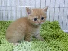 マンチカン【千葉県・女の子・2016年9月1日・レッドタビー】の写真5「10/3撮影」