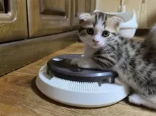 マンチカン(短足)【千葉県・男の子・2025年7月7日・ブラウンマッカレルタビー&ホワイト】の写真4