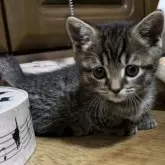 マンチカン(短足)【千葉県・男の子・2025年10月29日・ブラウンマッカレルタビー】の写真10