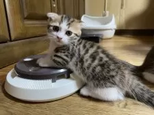 マンチカン(短足)【千葉県・男の子・2025年7月7日・ブラウンマッカレルタビー&ホワイト】の写真6