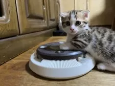 マンチカン(短足)【千葉県・男の子・2025年7月7日・ブラウンマッカレルタビー&ホワイト】の写真7