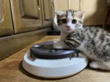 マンチカン(短足)【千葉県・男の子・2025年7月7日・ブラウンマッカレルタビー&ホワイト】の写真8