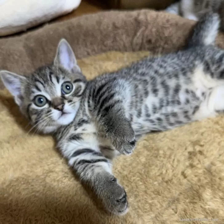 ID：2505-01144の子猫