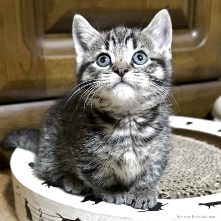 マンチカン(短足)【千葉県・女の子・2025年10月29日・ブラウンパッチドマッカレルタビー】の写真1