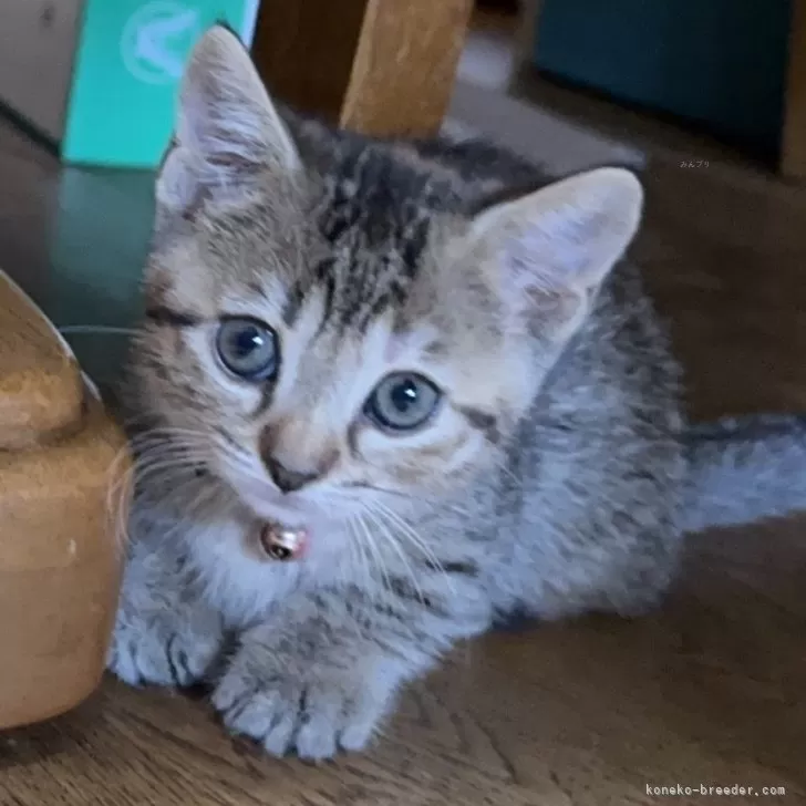 ID:2507-00956の子猫