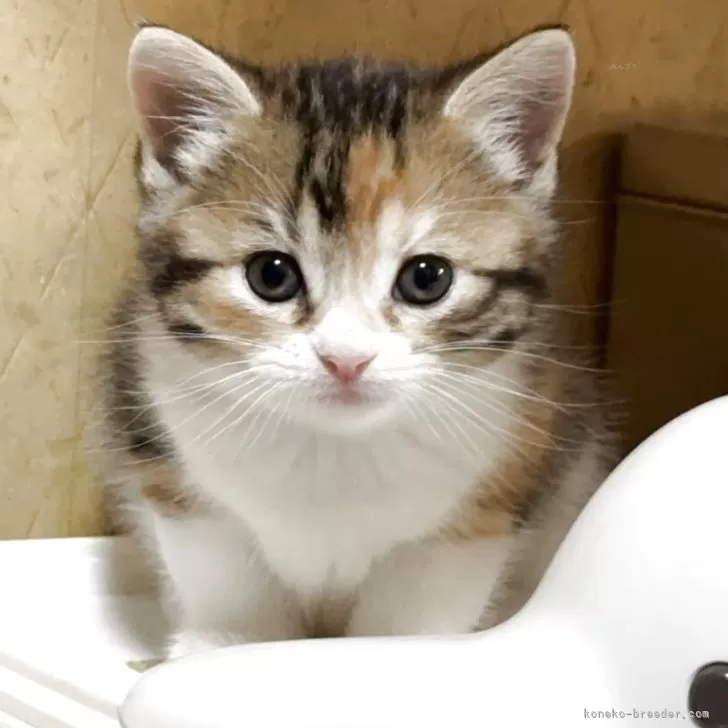 ID：2504-02862の子猫