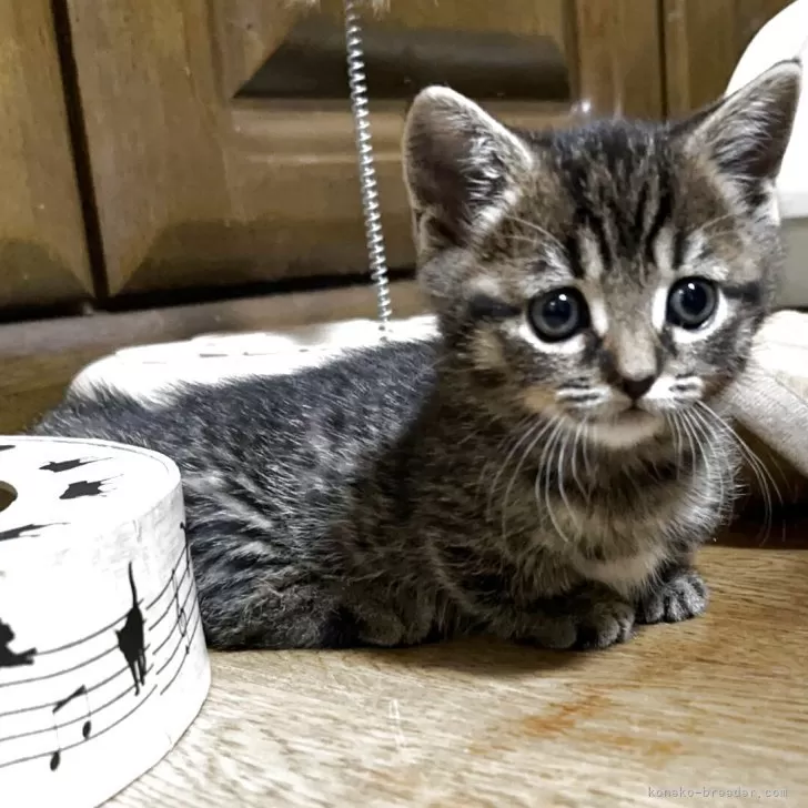 マンチカン(短足)【千葉県・男の子・2025年10月29日・ブラウンマッカレルタビー】の写真1