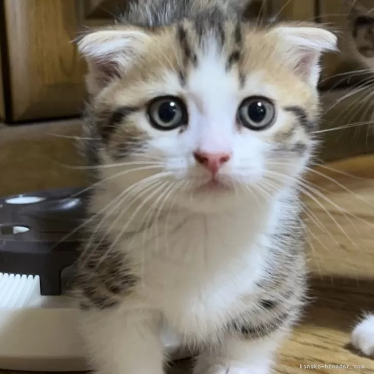 ID：2508-01719の子猫