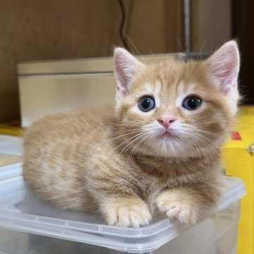 マンチカン(短足)【千葉県・男の子・2025年3月30日・レッドマッカレルタビー】の写真「超～～～短足ちゃん(^_-)-☆」