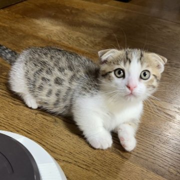 マンチカン(短足)【千葉県・男の子・2025年3月20日・ブラウンパッチドマッカレルタビー&ホワイト】の写真「綺麗な色柄の超～～～短足ちゃん(#^^#)」