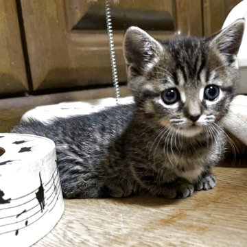 マンチカン(短足)【千葉県・男の子・2025年10月29日・ブラウンマッカレルタビー】の写真「超～～～短足ちゃん(^_-)-☆」