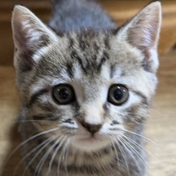マンチカン(短足)【千葉県・女の子・2025年7月7日・ブラウンパッチドマッカレルタビー】の写真「☆決算セール☆半額☆」