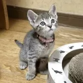 マンチカン(長足)