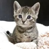 マンチカン(長足)